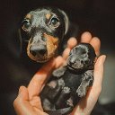 🐶Таксмания