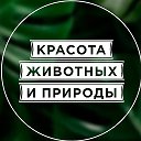 Красота животных и природы