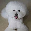 Бишон Фризе приключения Фунтика!