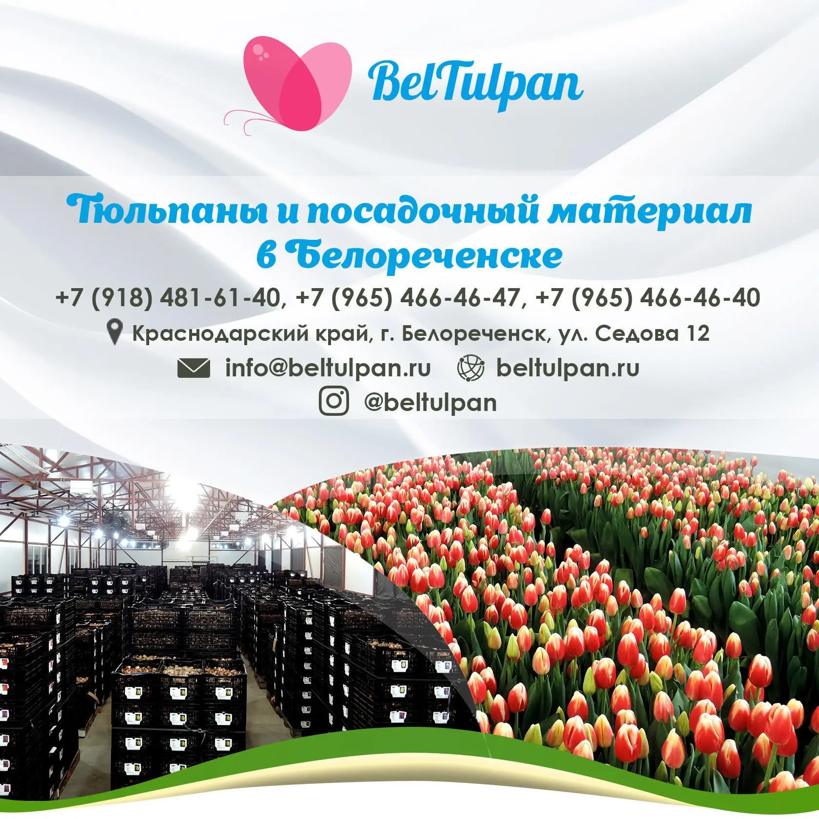 БелТюльпан — канал в мессенджере MAX