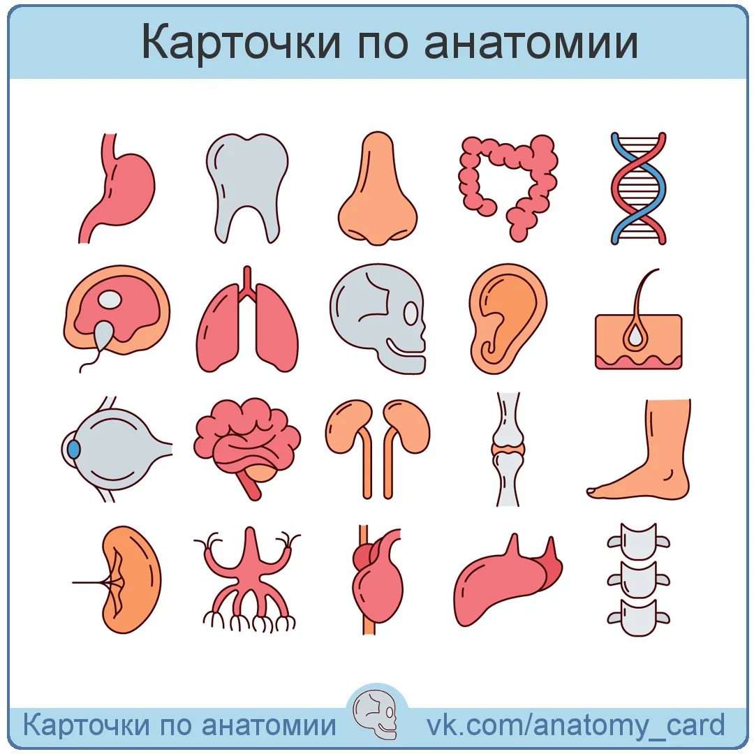 Карточки по анатомии