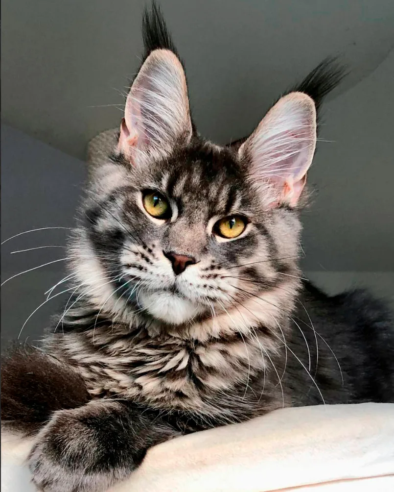 Мейн-куны из Kotoamatsukami