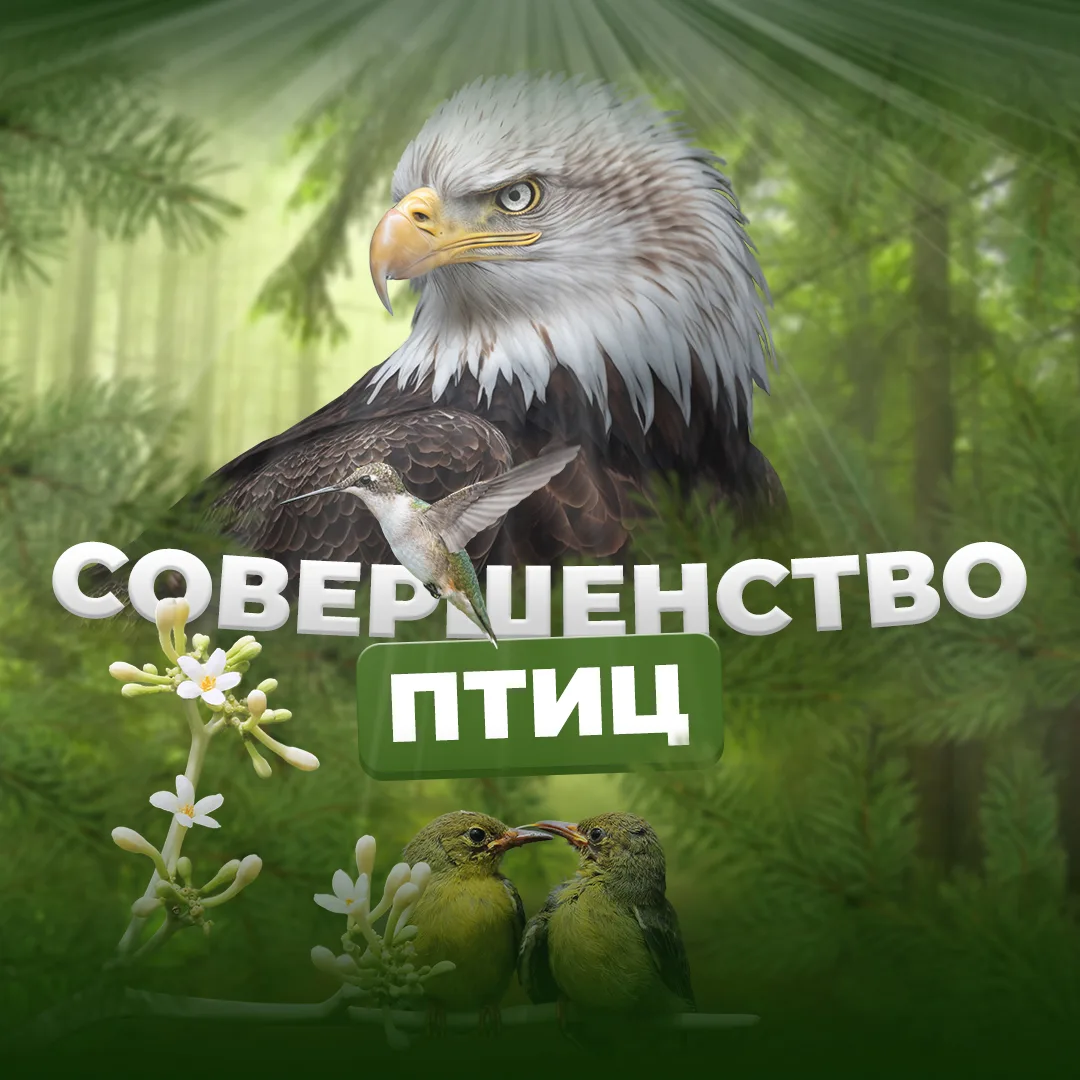Совершенство птиц — канал в мессенджере MAX