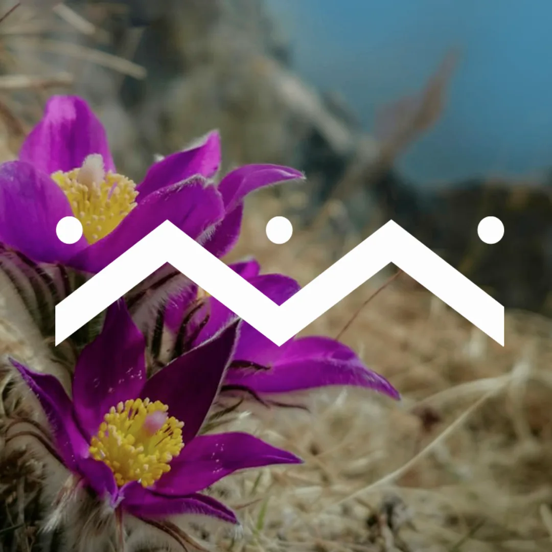 Логотип канала