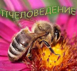 ПЧЕЛОВЕДЕНИЕ — канал в мессенджере MAX