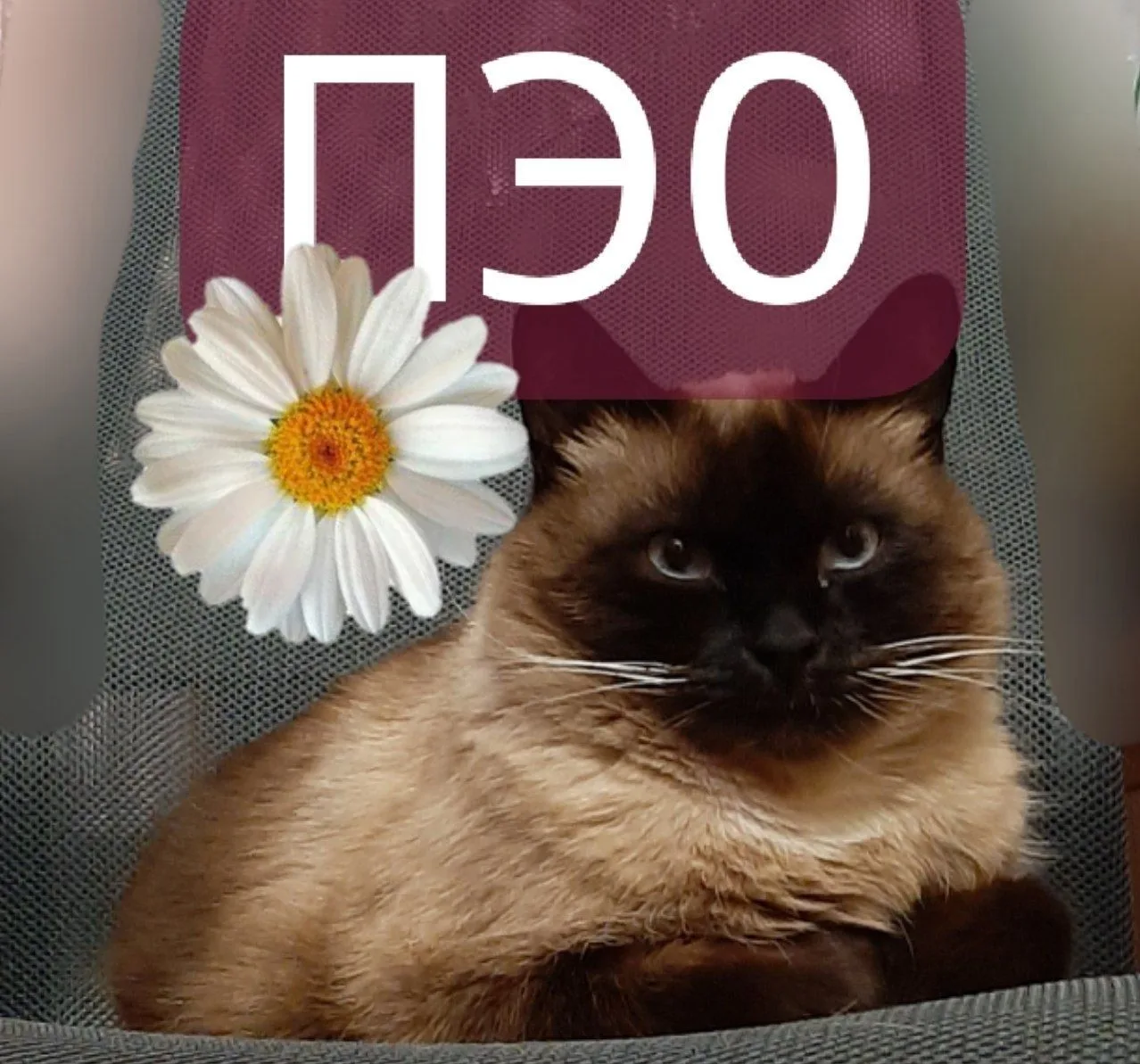 ОГКУ "Костромской областной ПЭО"