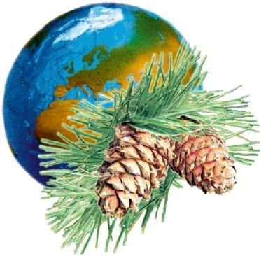 Дом детства и юношества "КЕДР" г. Томска