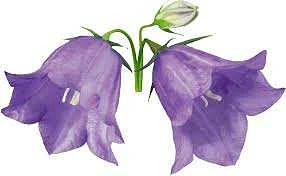 МДОУ "Детский сад "Колокольчик" п.Светлогорск