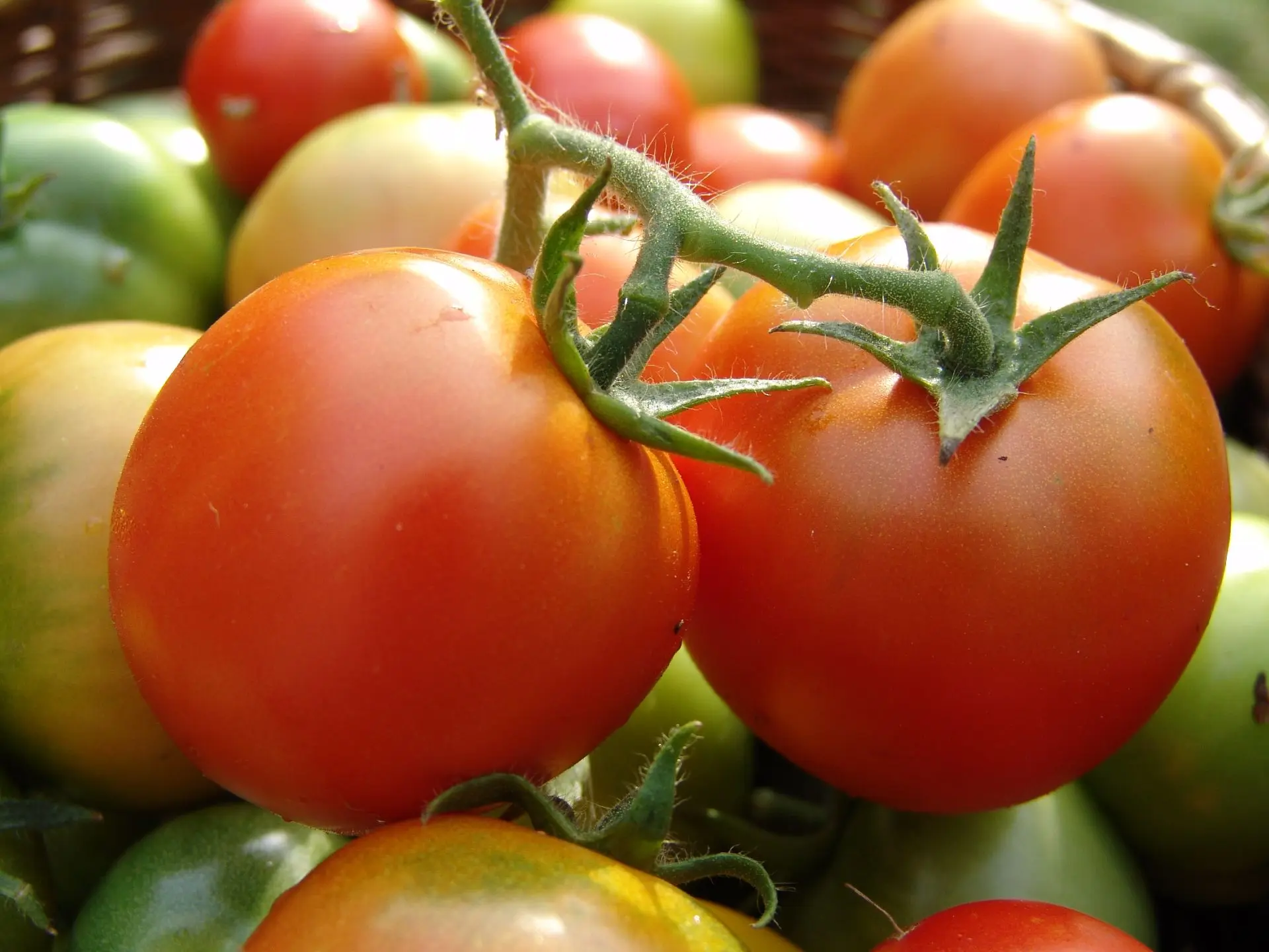 "Газета садовод"