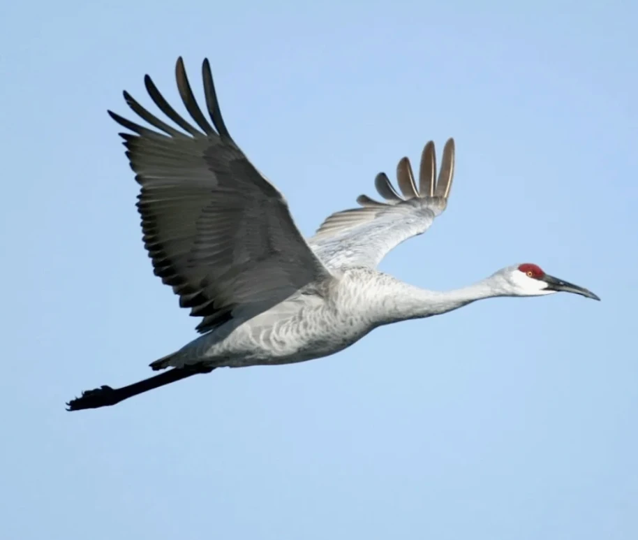 МБДОУ "Детский сад "Журавушка" п.Безлесный"