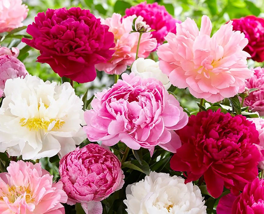 Организатор BellaVina 63pokupki.ru