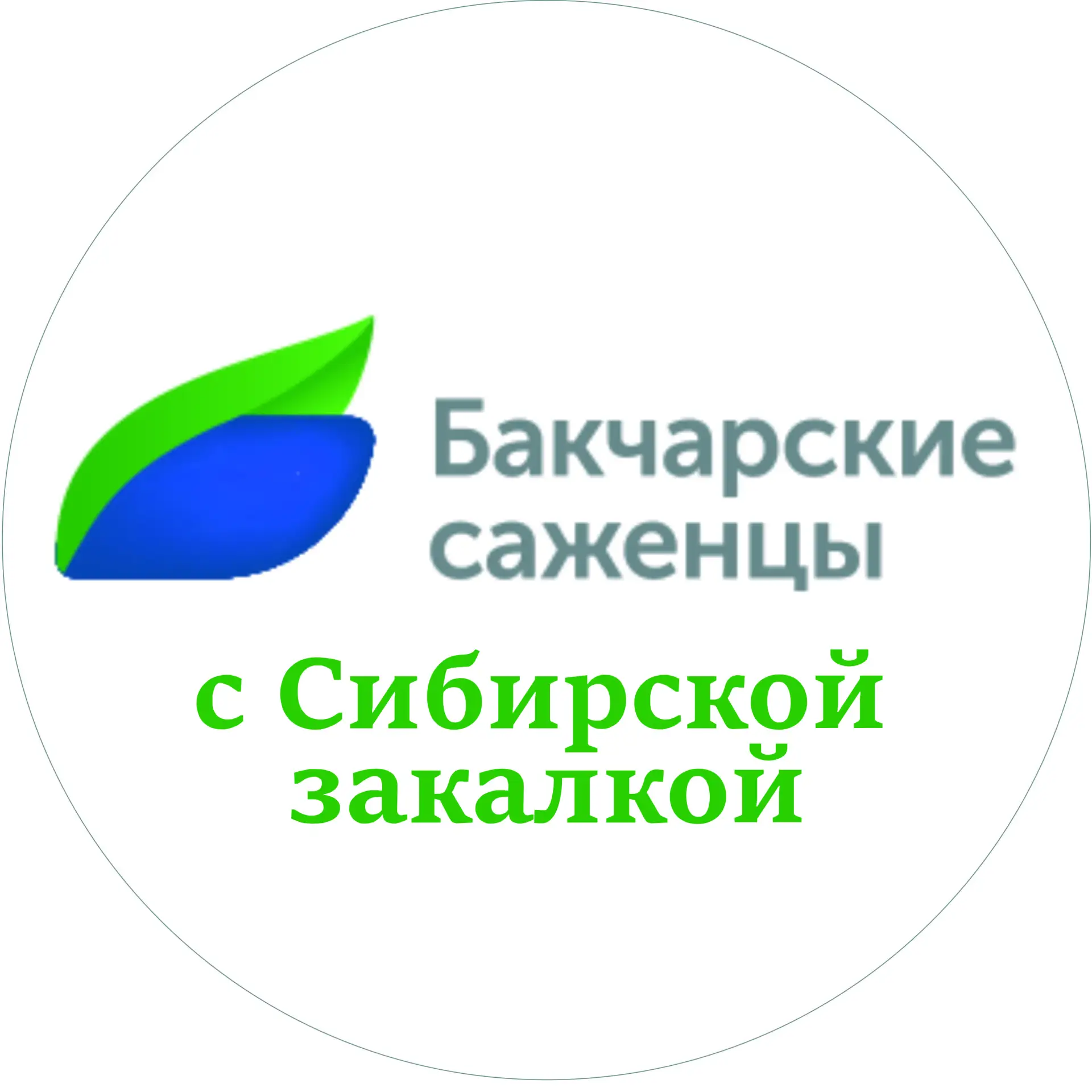 Бакчарские саженцы | АО "Бакчарское" | Жимолость — канал в мессенджере MAX