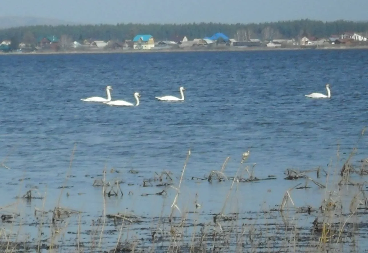ГАСУСО СО "ЩЕЛКУНСКИЙ ДСО"