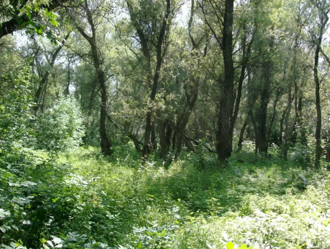 ГАУ АО "Левобережный лесхоз"