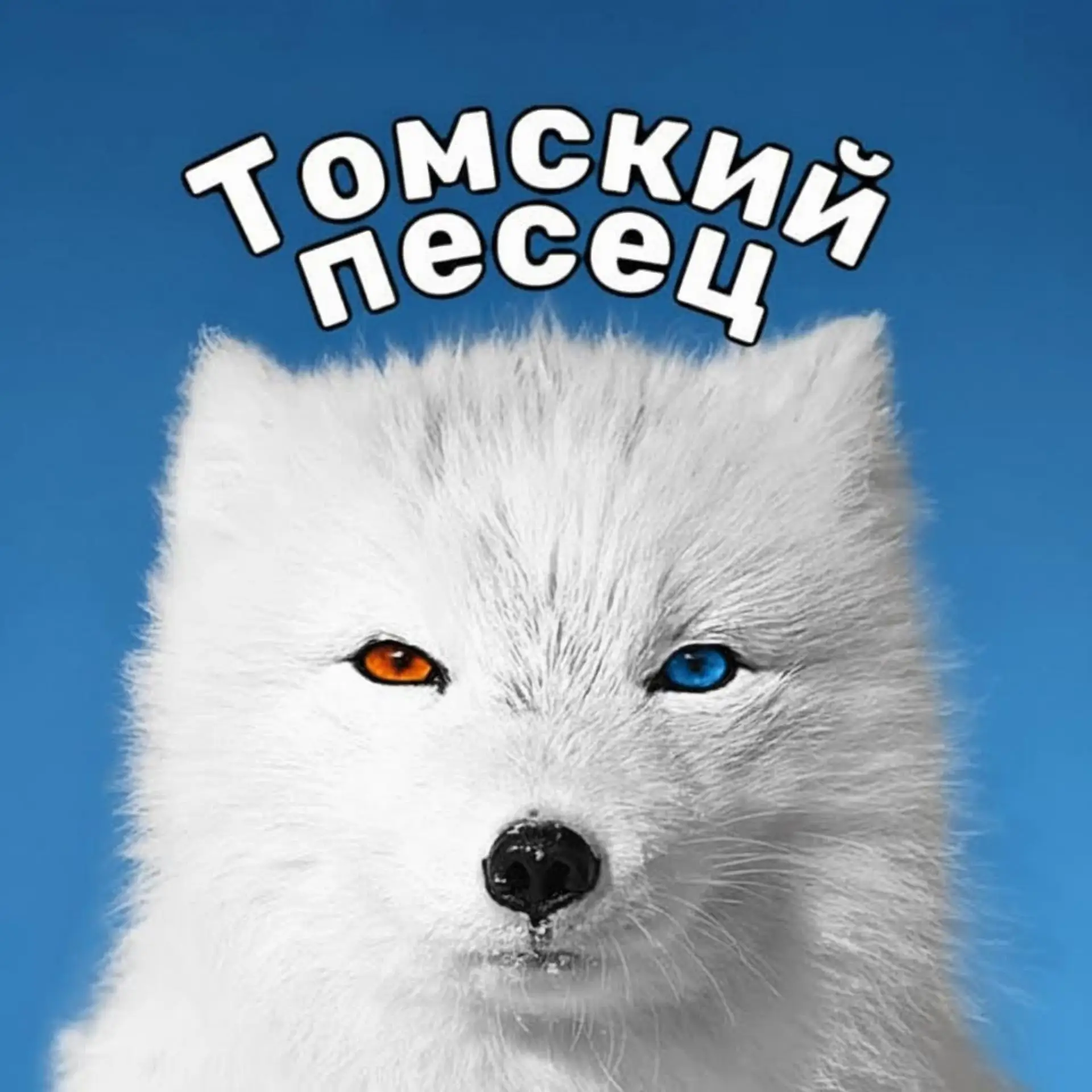Томский песец — канал в мессенджере MAX