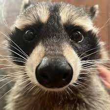 Крошка — енот | смешные животные, приколы с животными, смешные видео, видео с животными, коты и собаки, милые животные, забавные моменты, смешные реакции, лучшие видео с животными, домашние питомцы