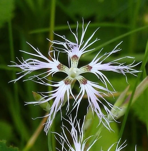 Школа Травоведа (Съедобные дикоросы)