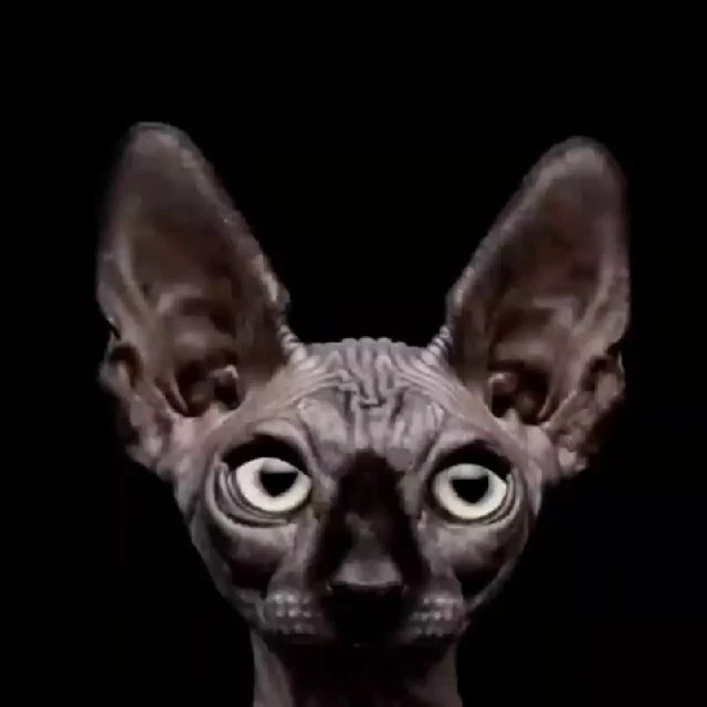 Котики Костяна — канал в мессенджере MAX