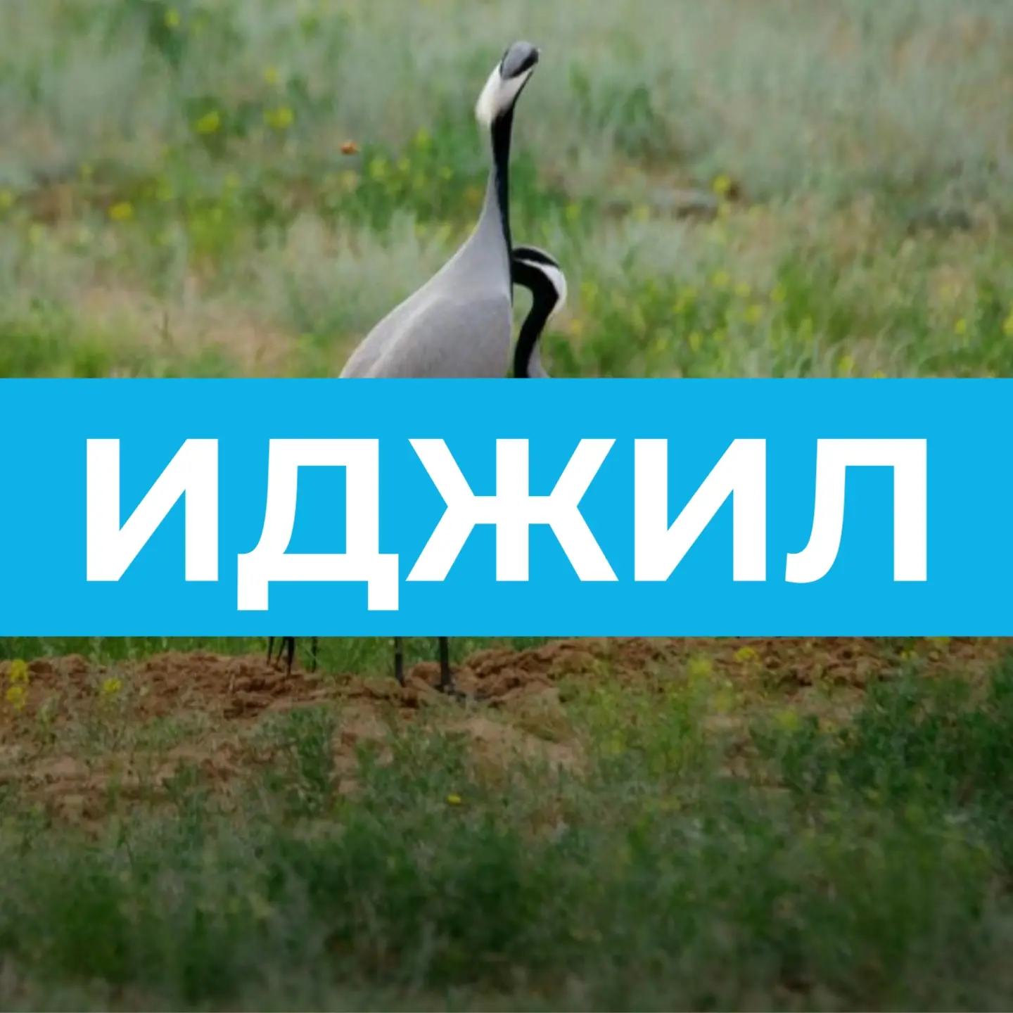 Иджилское СМО