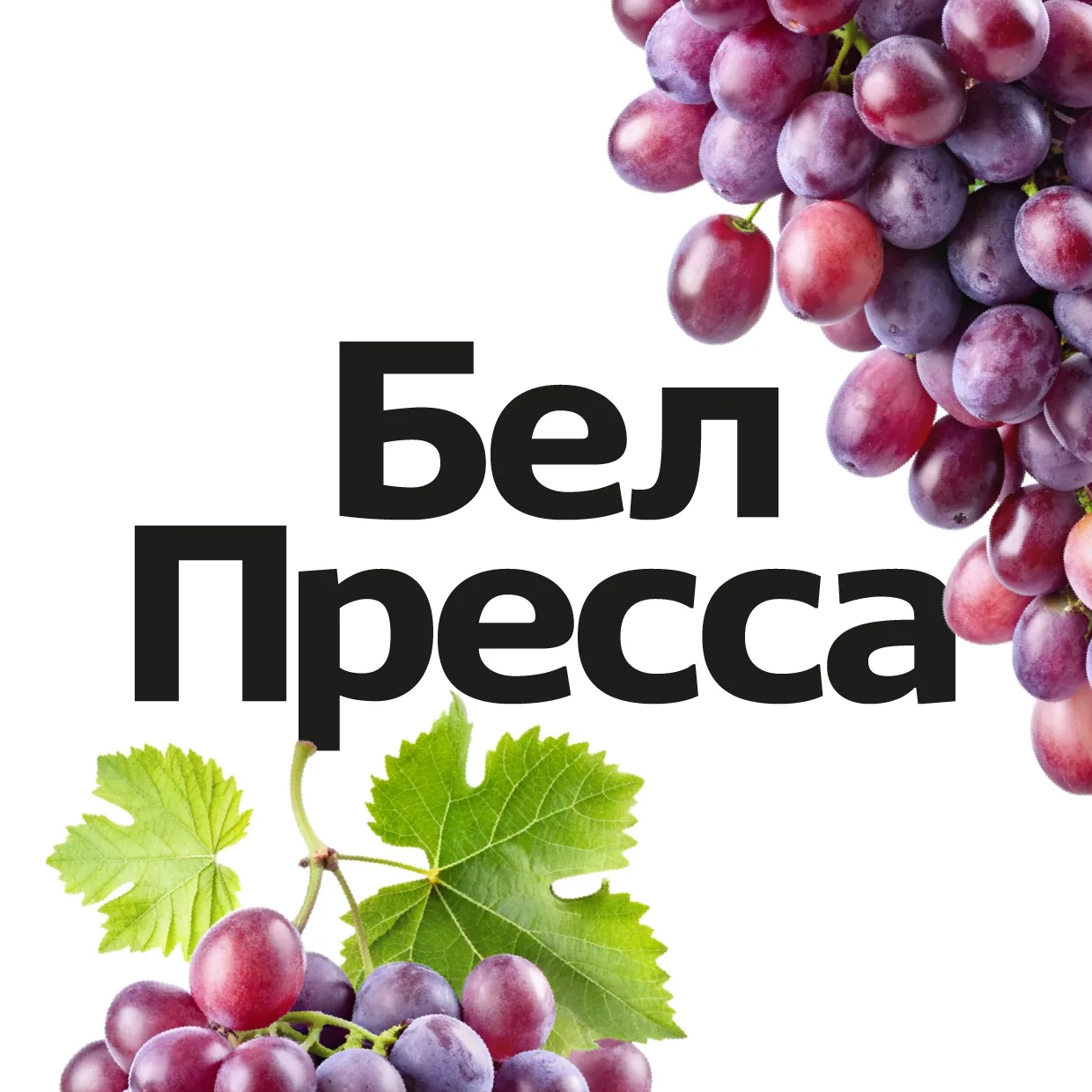 БелПресса | Новости Белгорода и области — канал в мессенджере MAX