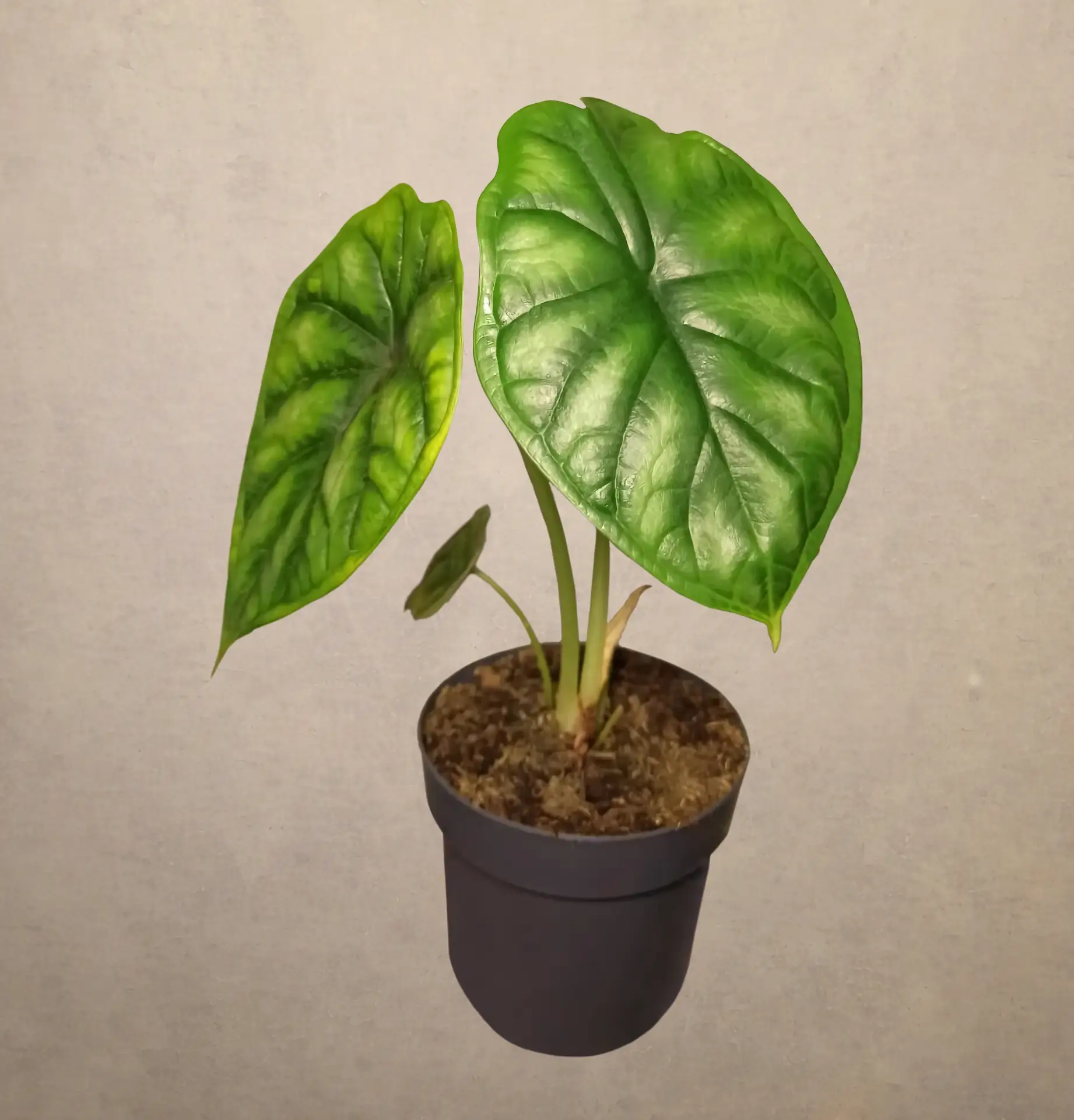 ФЛОРА В ГОРОДЕ