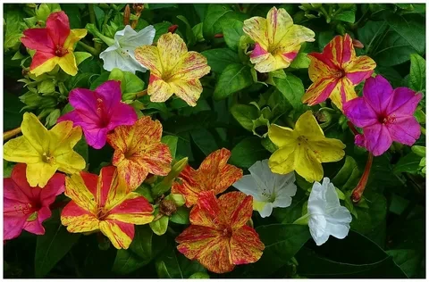 Екатерининский сад.г.Жигулевск🌺