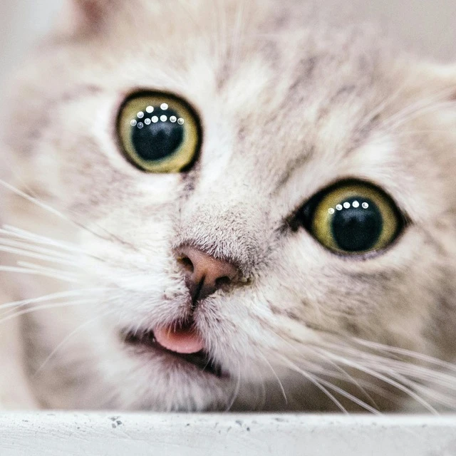 Котики — канал в мессенджере MAX