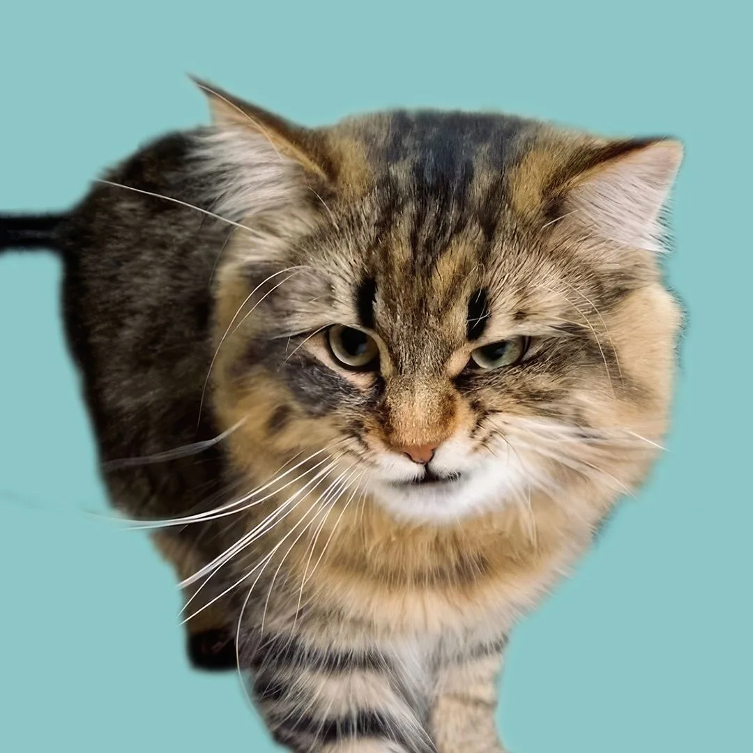 Котейкин — канал в мессенджере MAX
