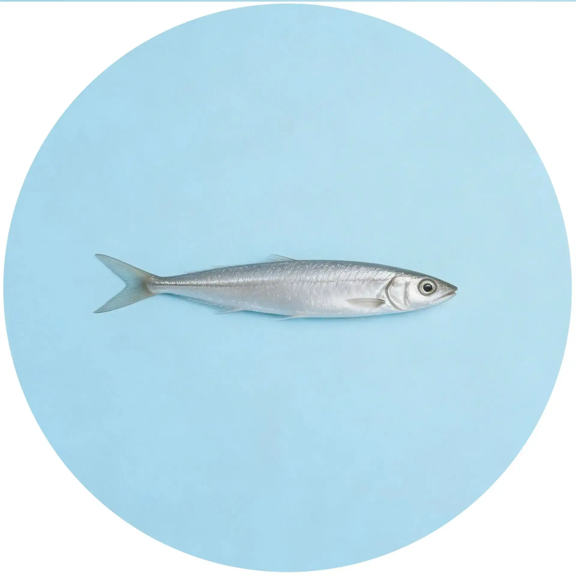 Корюшка — Новости Питера