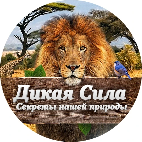 Дикая Сила | Животные | Секреты нашей природы — канал в мессенджере MAX
