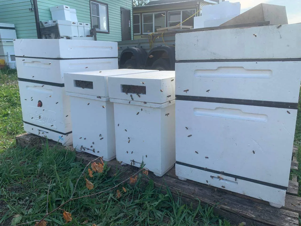 Реальный Пчеловод в MAX (Пчелопакеты: Карника, Бакфаст)