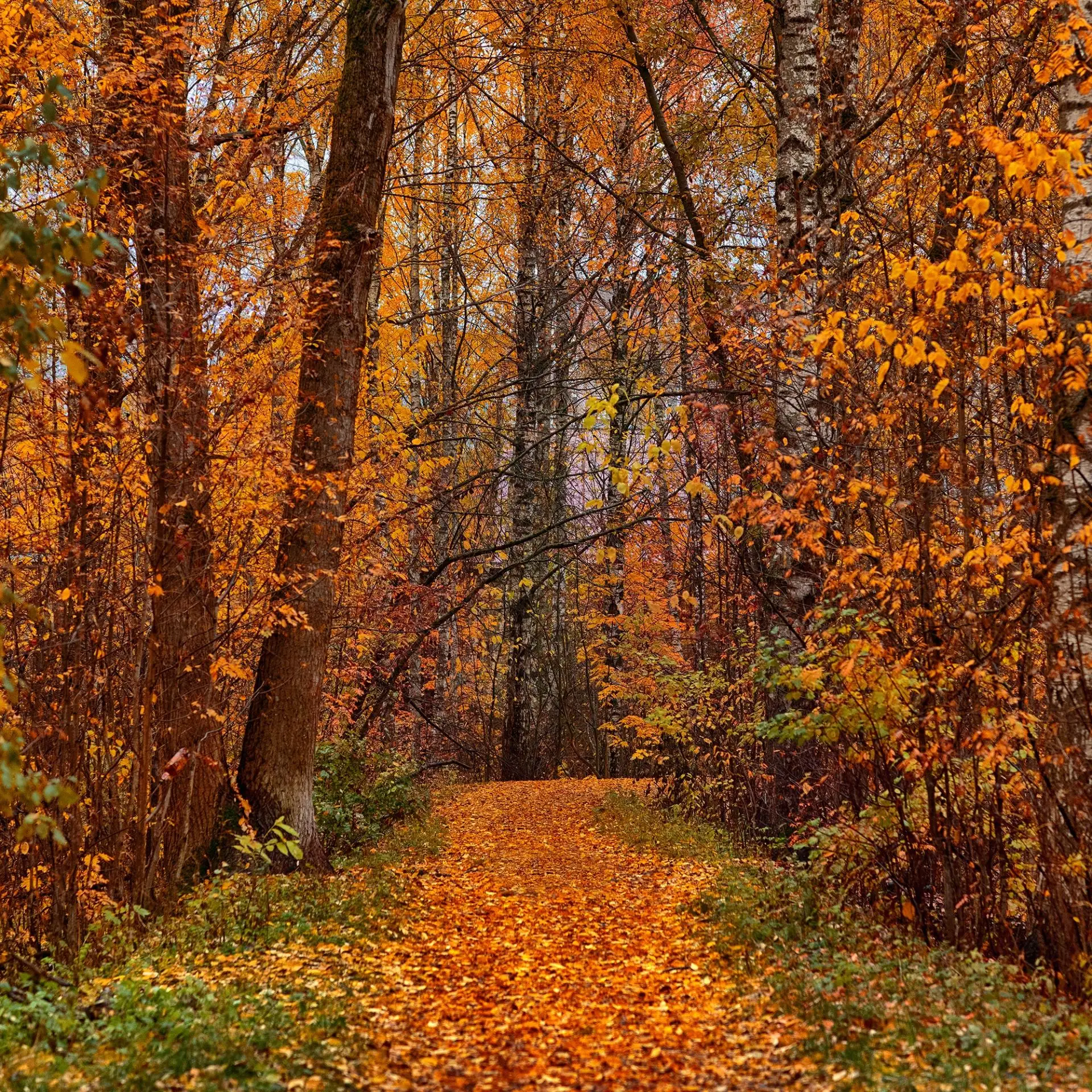 Релакс музыка. Спокойная, Успокаивающая, Расслабляющая для Сна Души Снятия Стресса, Медитации, Релаксации, Успокоения нервной системы. Инструментальная красивая мелодия без слов. Красивые мелодии