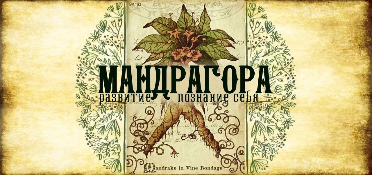 Мандрагора - база знаний — канал в мессенджере MAX