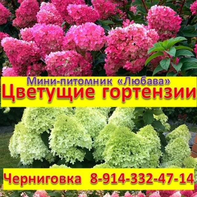 Метельчатые гортензии питомника "Любава"