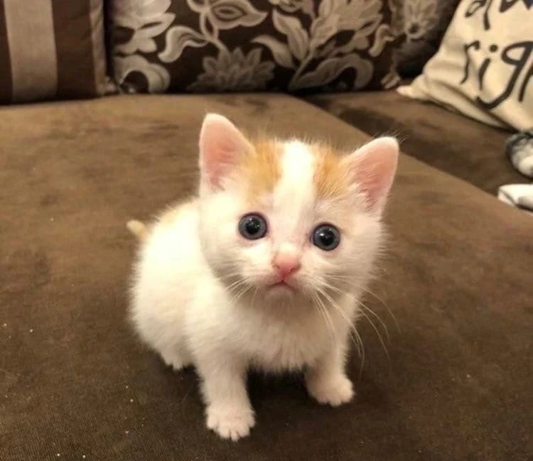 Котики Коты Домашние Милые Пушистики Классные Смешные Видео Фото Котята Кошки cats video — канал в мессенджере MAX
