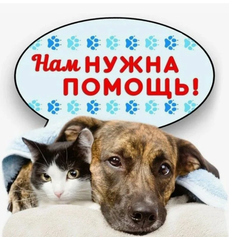Помощь приюту для животных — канал в мессенджере MAX