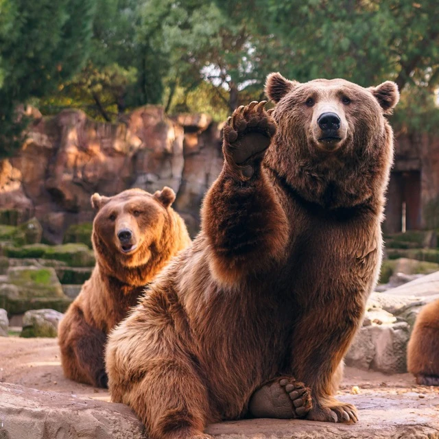 Медведи и панды 🐻🐼