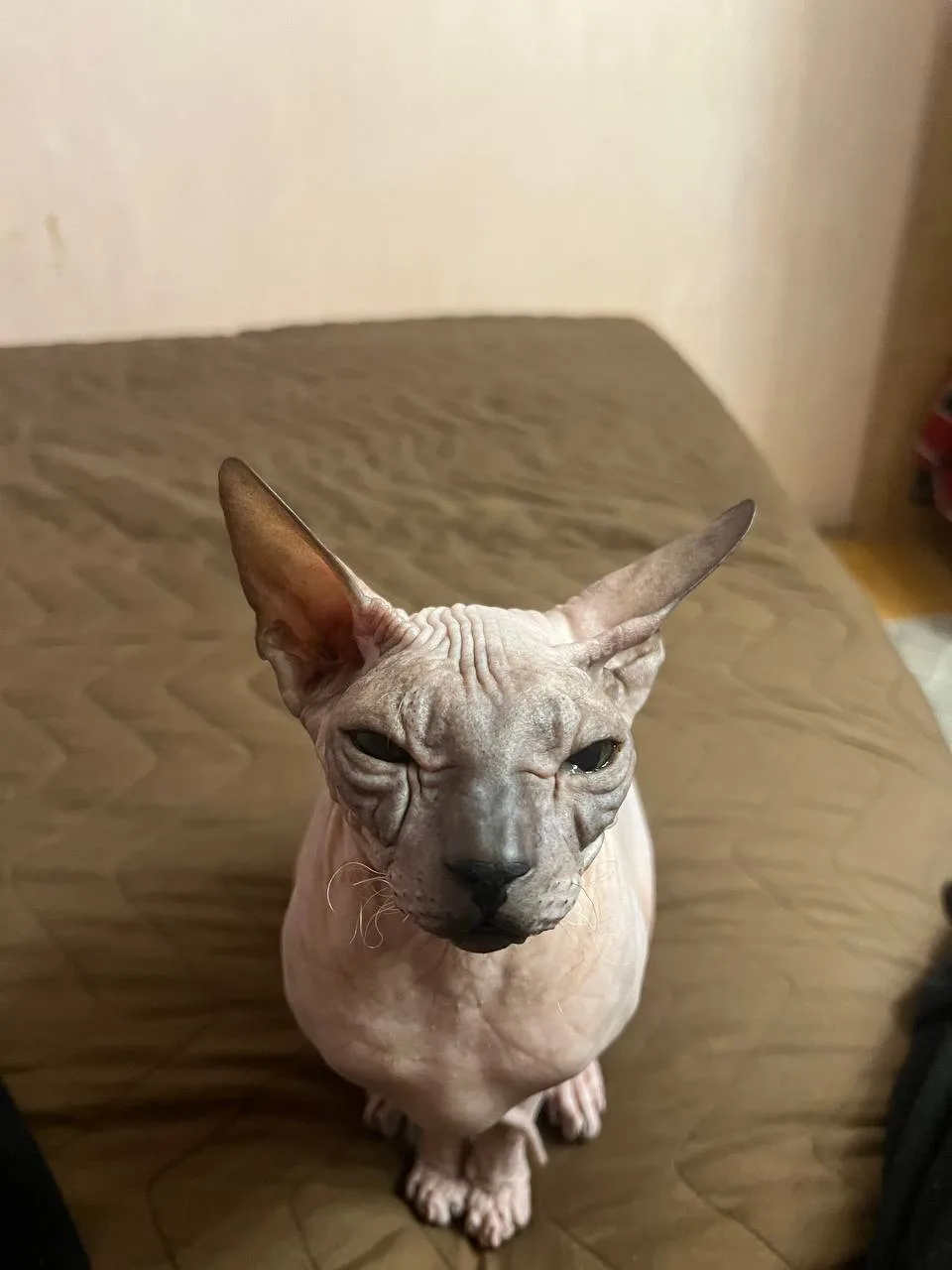 Донской Сфинкс Бастет 🐈‍⬛