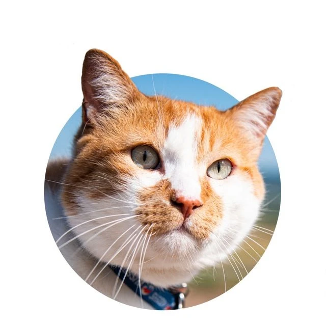 Кот Мостик — канал в мессенджере MAX