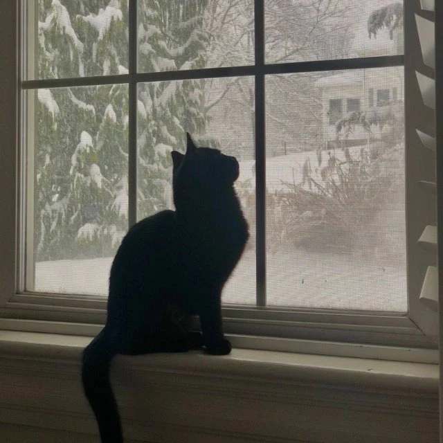 Lofi Girl | Учёба