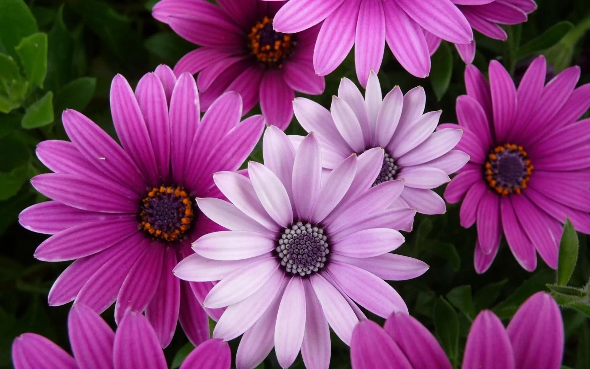 🌺 МИР ЦВЕТОВ