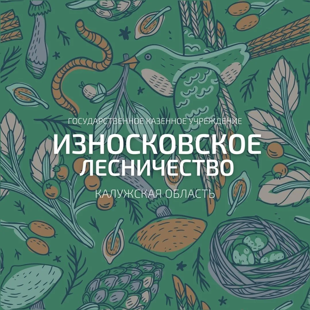 ГКУ КО "Износковское лесничество"