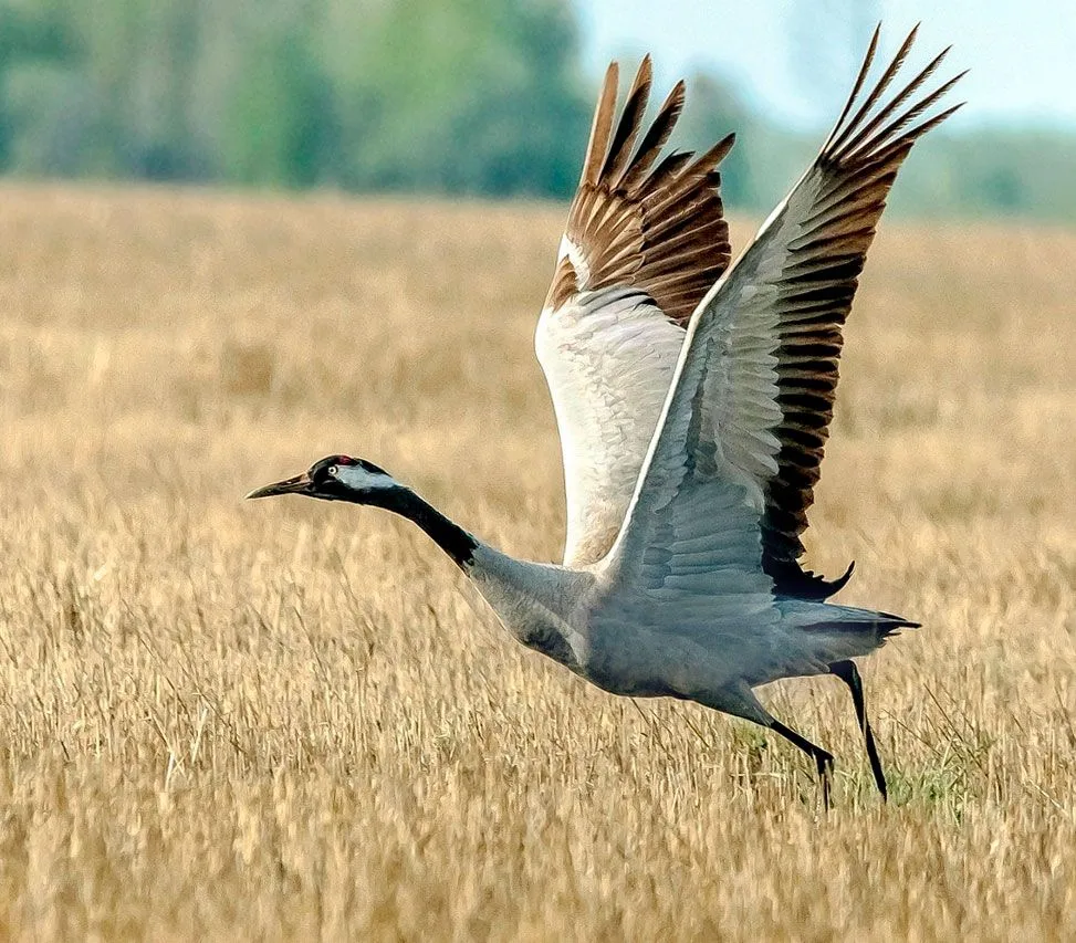 МКДОУ Детский сад "Журавушка", РП Ильинка