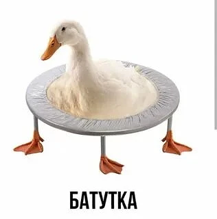 БАТУТКА — канал в мессенджере MAX