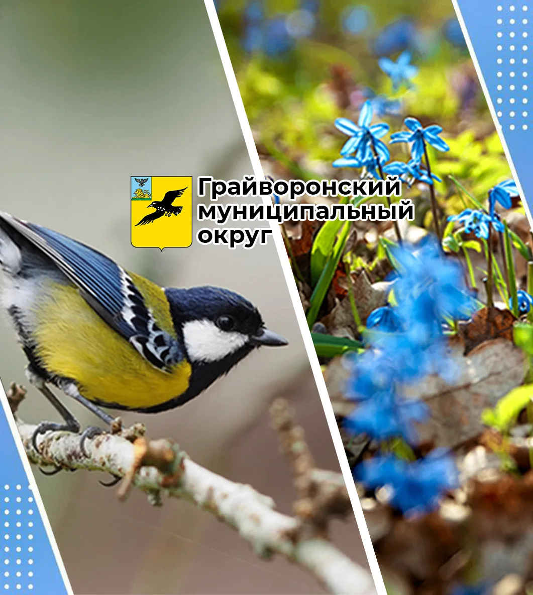 Администрация Грайворонского округа