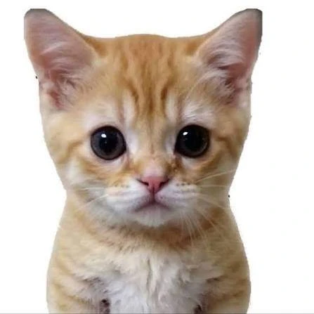 КОТЯТА ПОЯСНЯЮТ — канал в мессенджере MAX