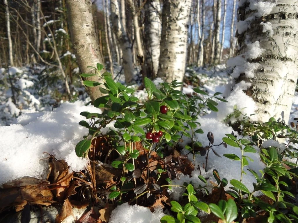 Логотип канала