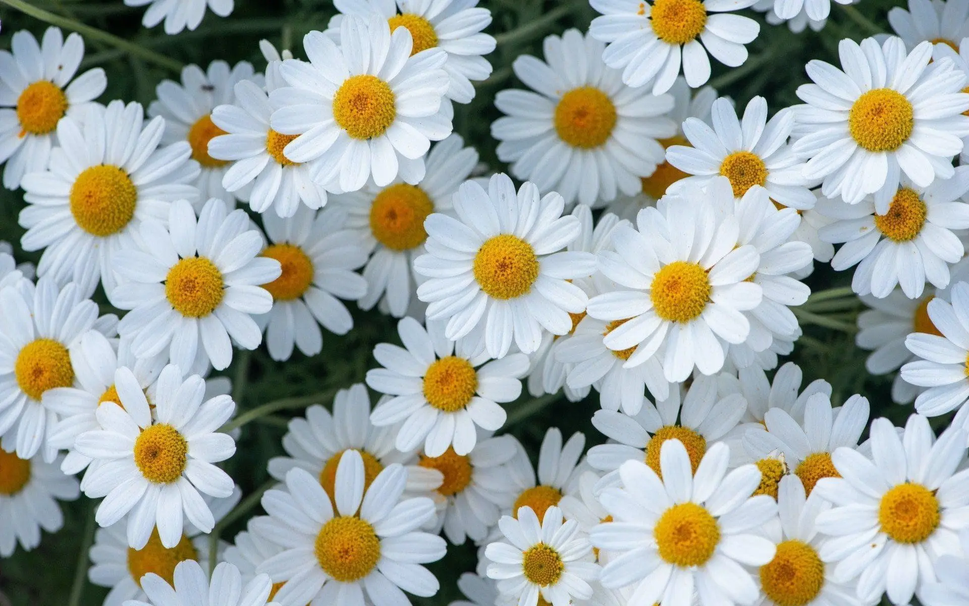 МДОАУ "Детский сад №1 "Ромашка" г.Соль-Илецка