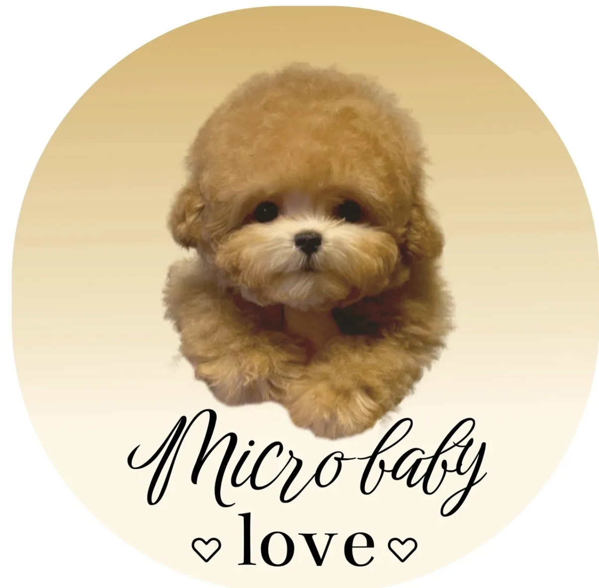 МАЛЬТИПУ, ПУШОН, ТЕДДИ ПУДЕЛЬ, БИШОН 🐶TEACUP_MICRO_BABY ♥️ LOVE ♥️ — канал в мессенджере MAX