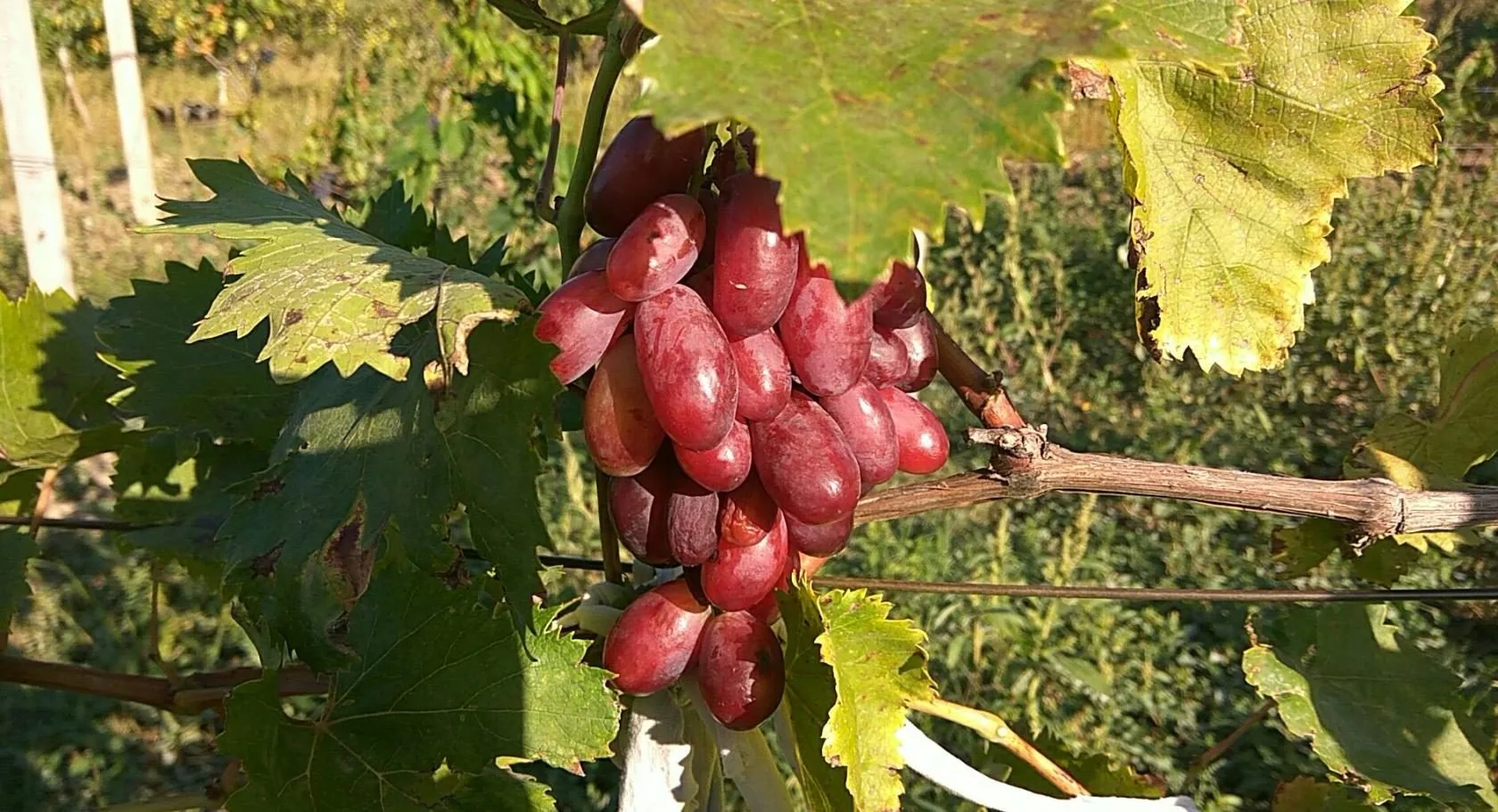Всё про виноградник 🍇 — канал в мессенджере MAX